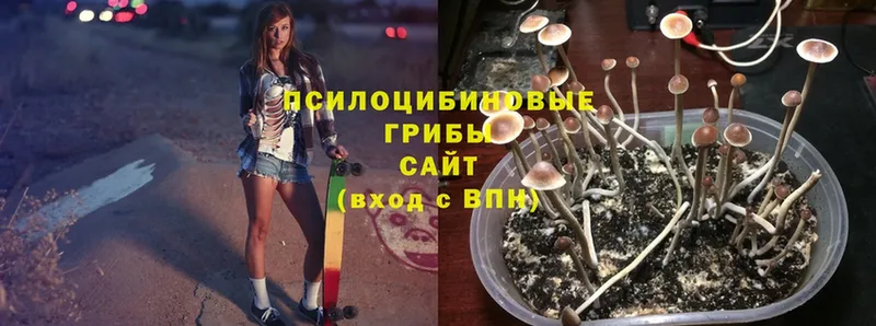 Галлюциногенные грибы Psilocybine cubensis  Магадан 