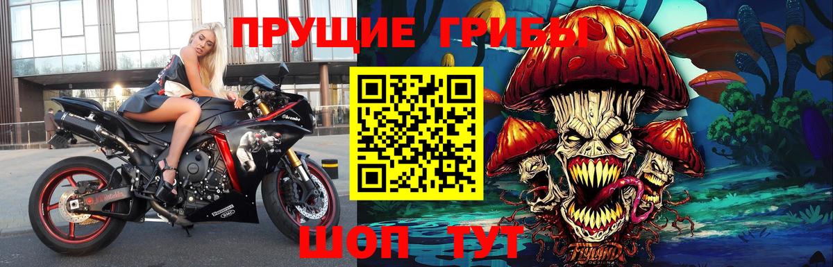 Псилоцибиновые грибы Psilocybe Магадан