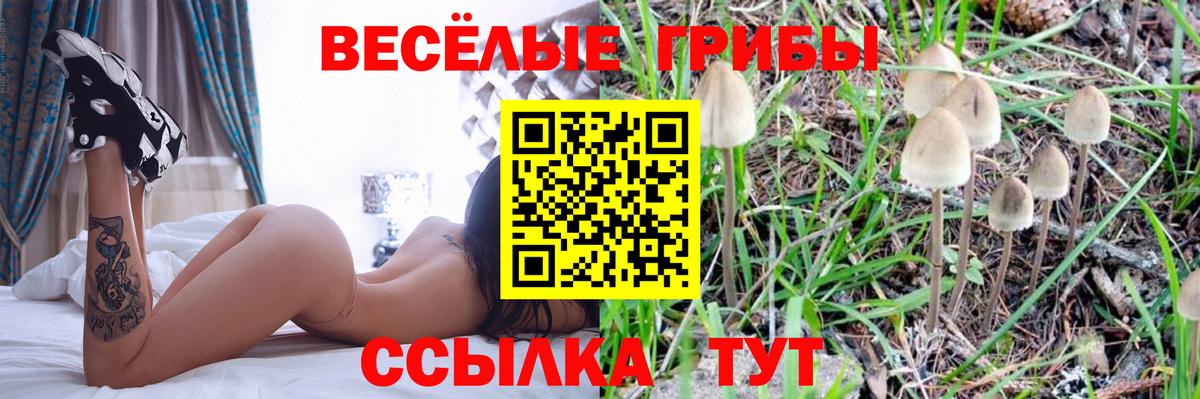 Псилоцибиновые грибы GOLDEN TEACHER Магадан